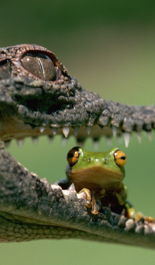 В пасти у крокодила