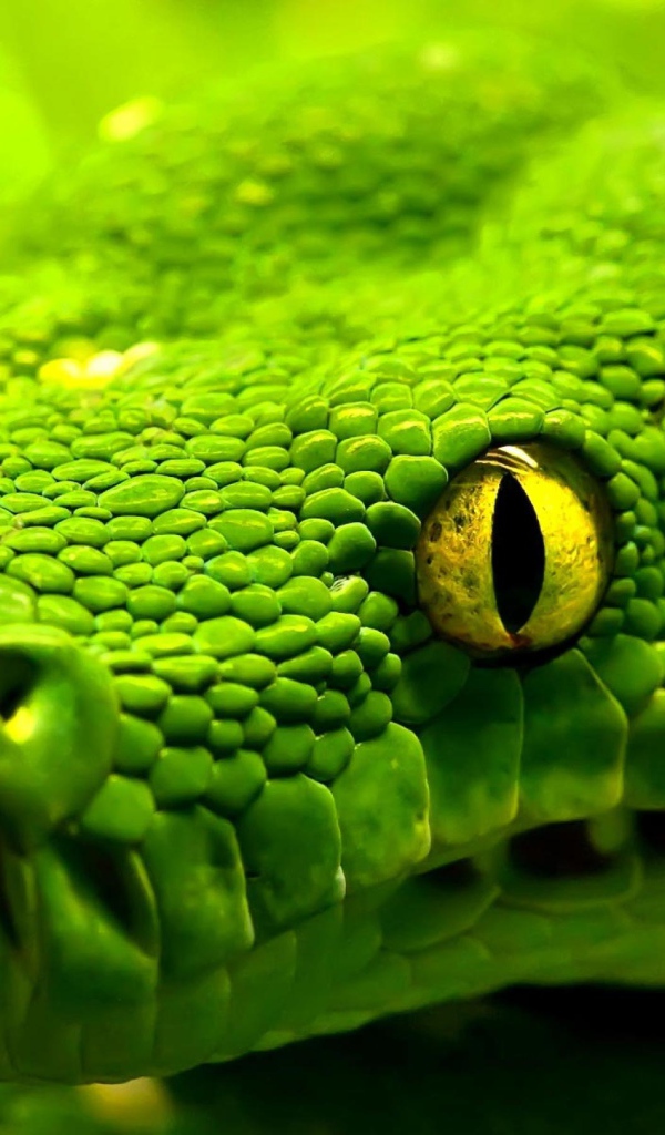 Салатовая змея