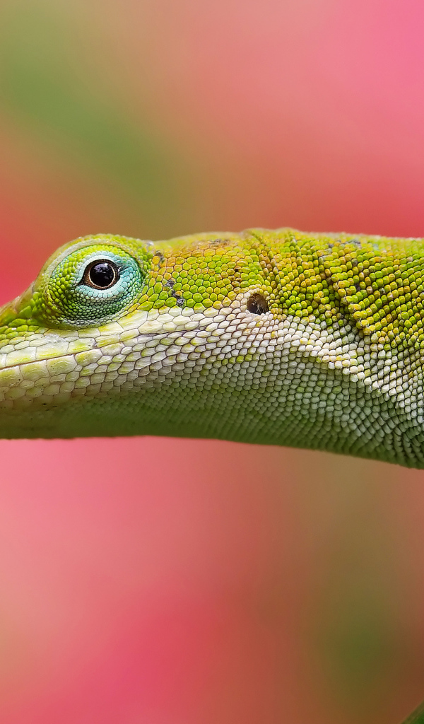 Салатовая ящерица