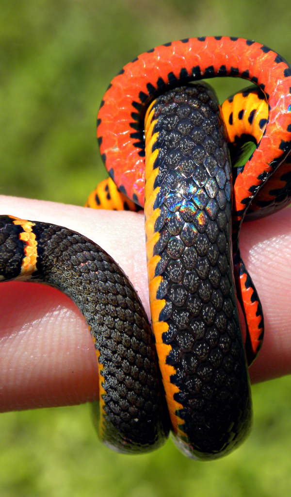 Змея на пальце