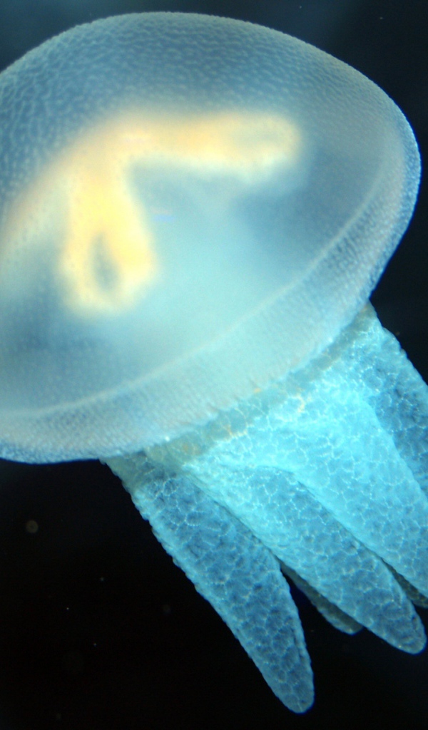 Голубая медуза