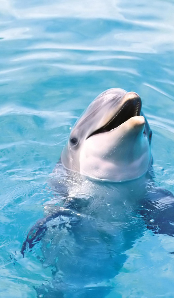 Дельфин в воде