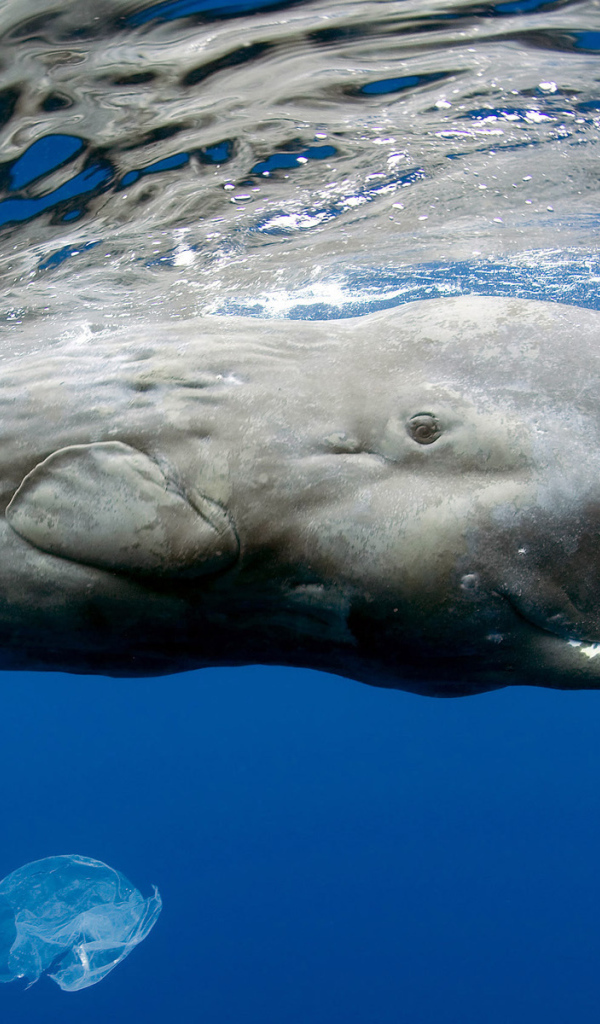 Гигантский кашалот