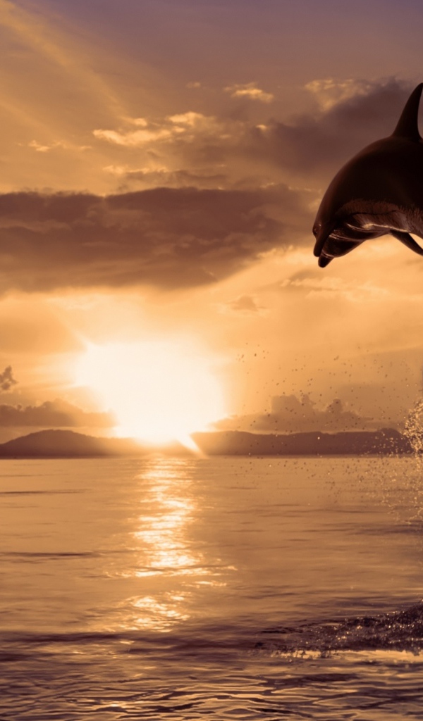 Прыжок дельфина