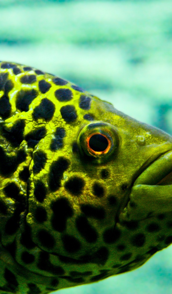 Взгляд рыбы