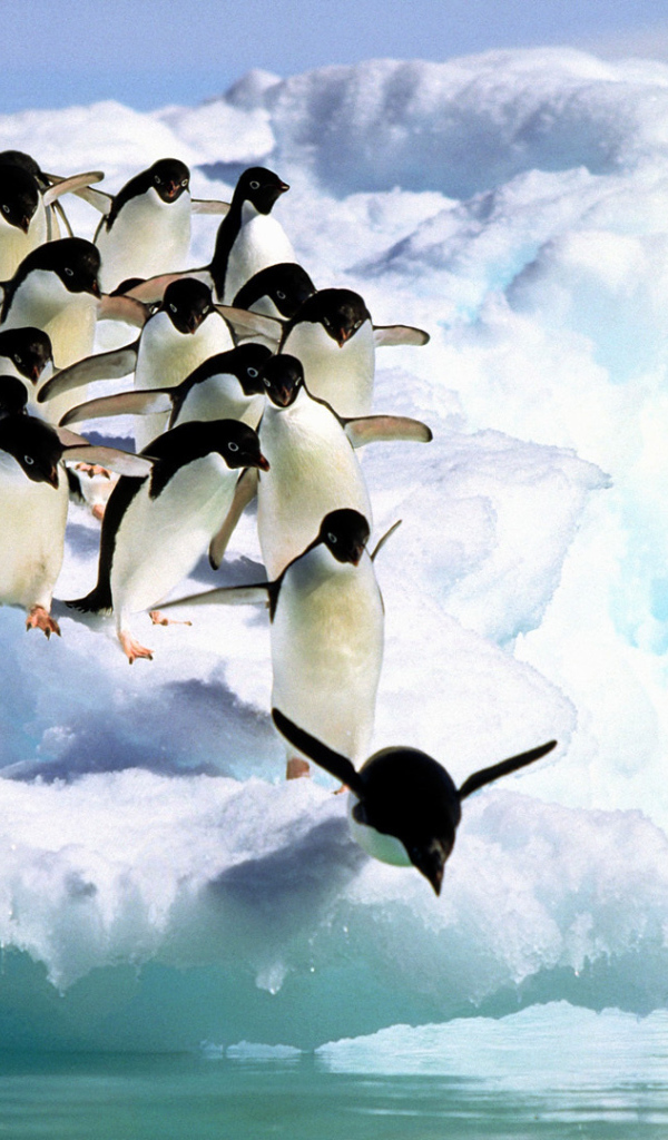 Пингвины прыгают в воду