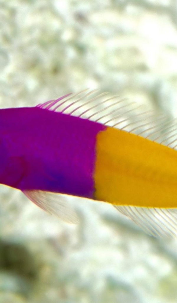 Радужная рыбка