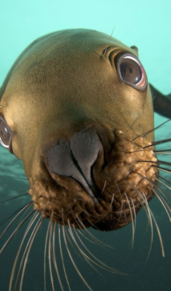 Морской котик под водой