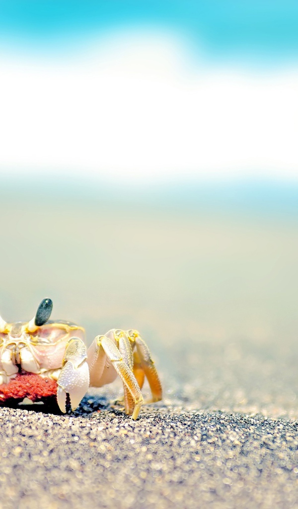 Маленький краб на пляже