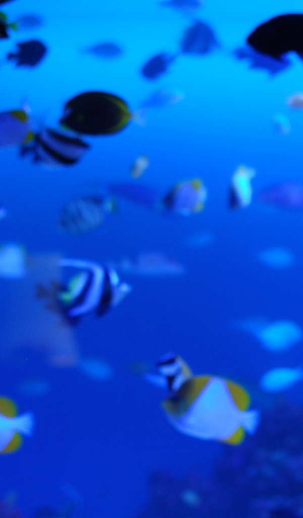 Подводная жизнь