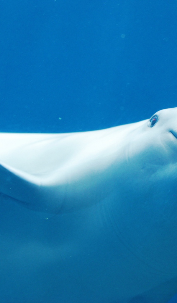 Белый дельфин