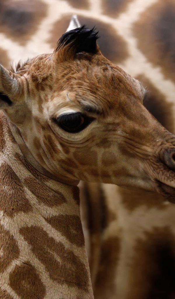 Детеныш жирафа