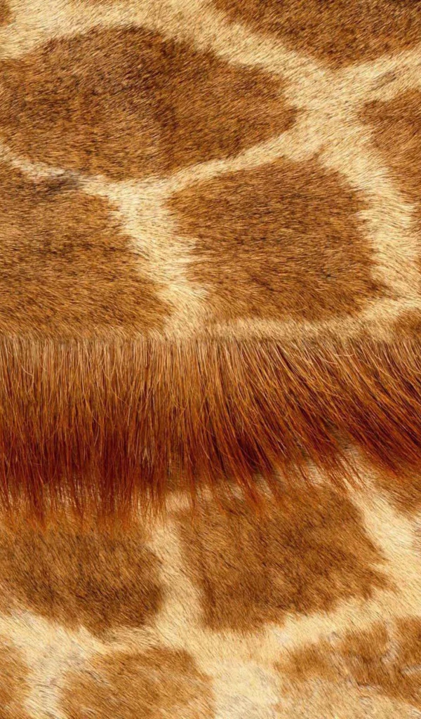 Кожа жирафа