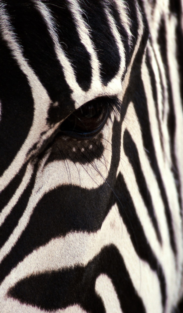 Взгляд зебры