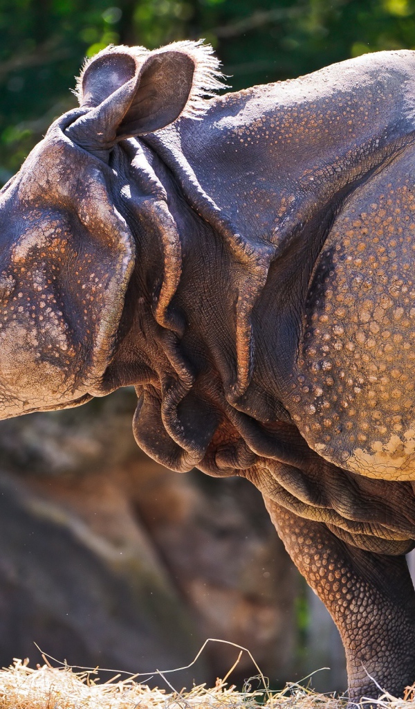 Носорог c травой