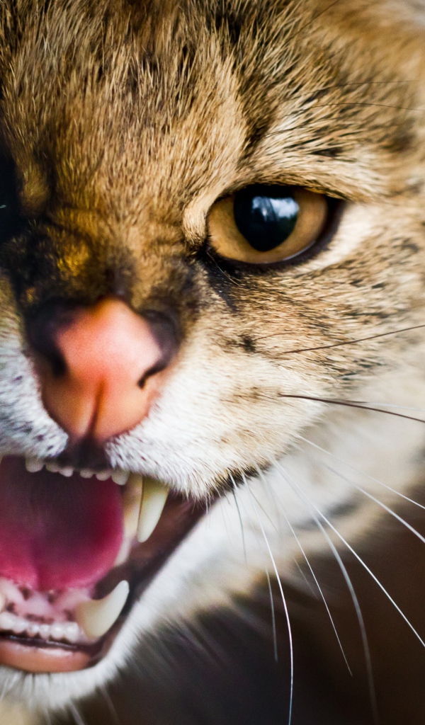 Пасть дикой кошки