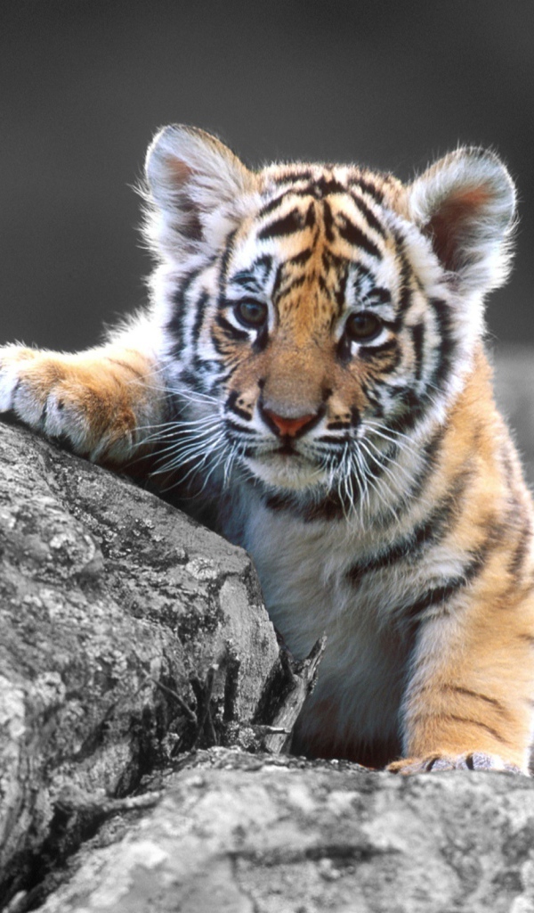 Тигренок на камнях