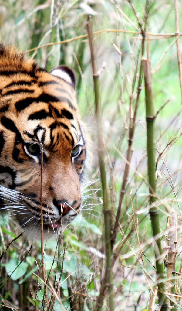 Тигр в тропиках