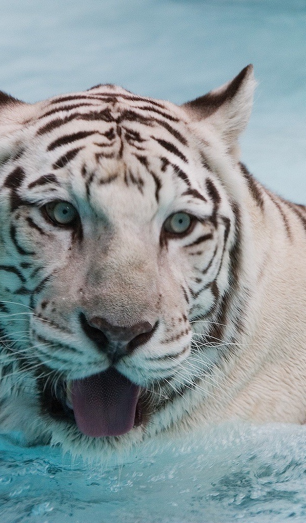 Белый тигр в воде