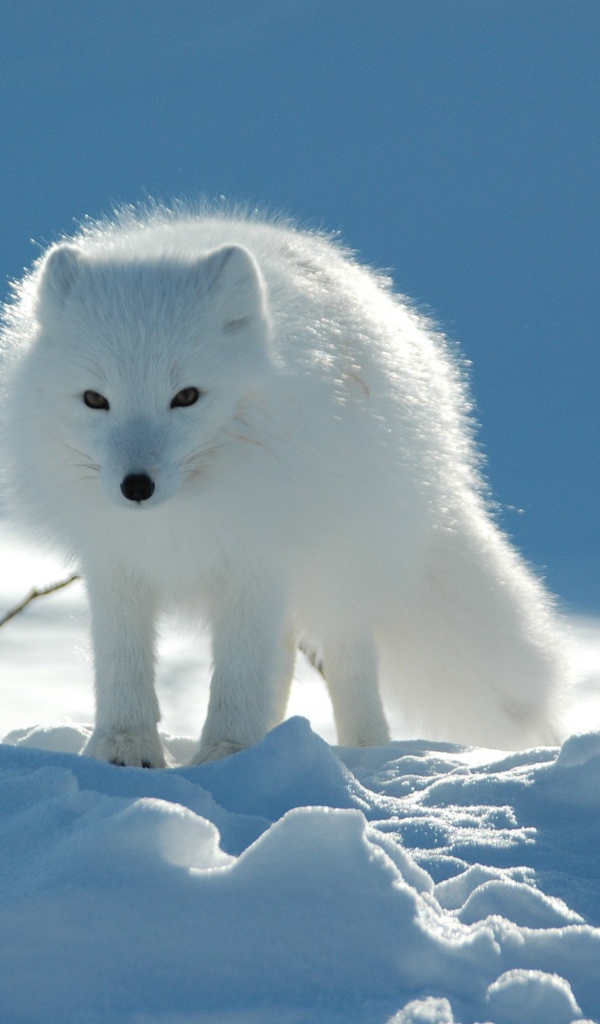 Белая лиса