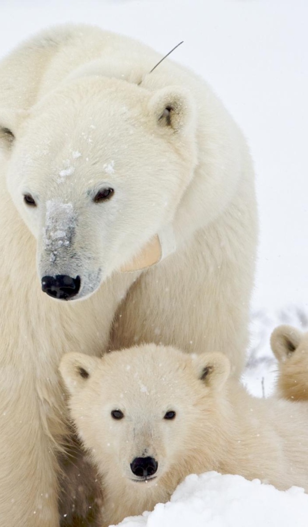 Медведица и малыши