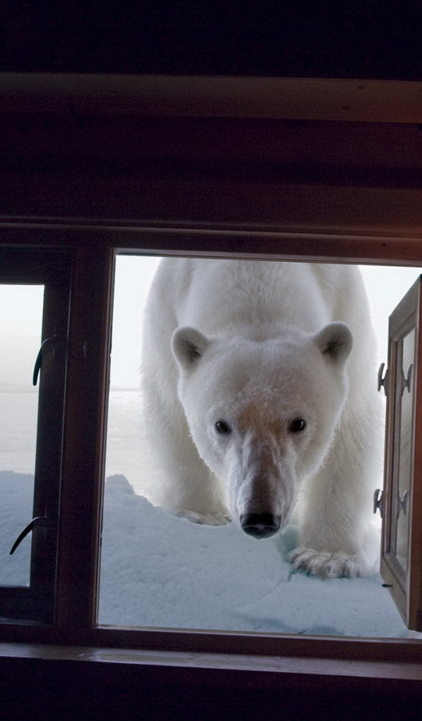 Медведь в окне