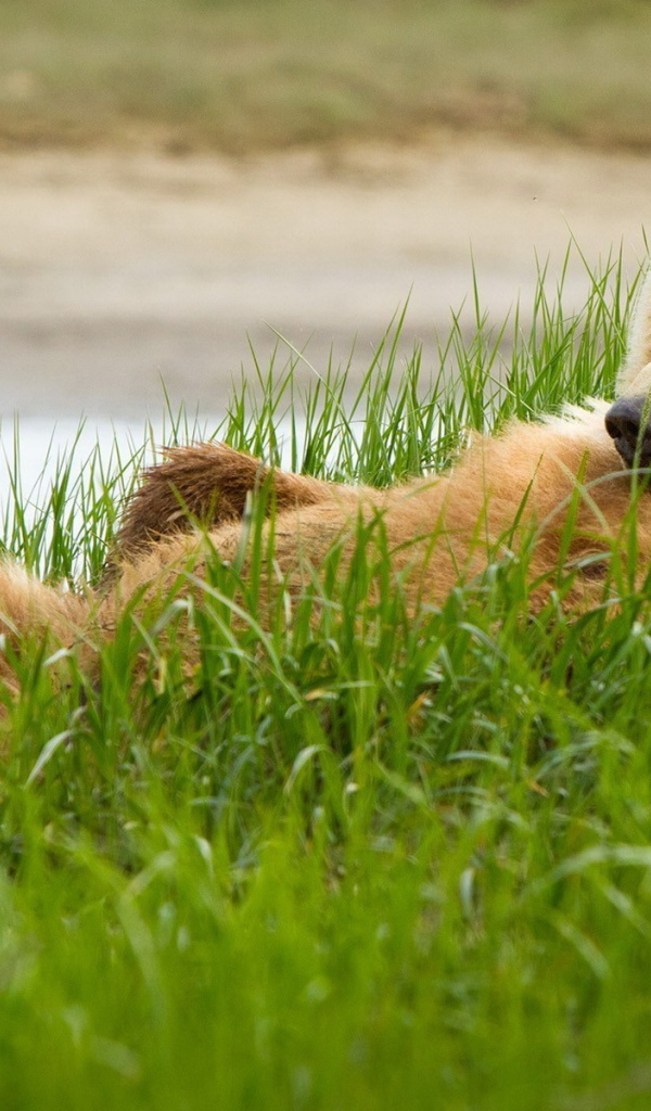 Медведь в траве