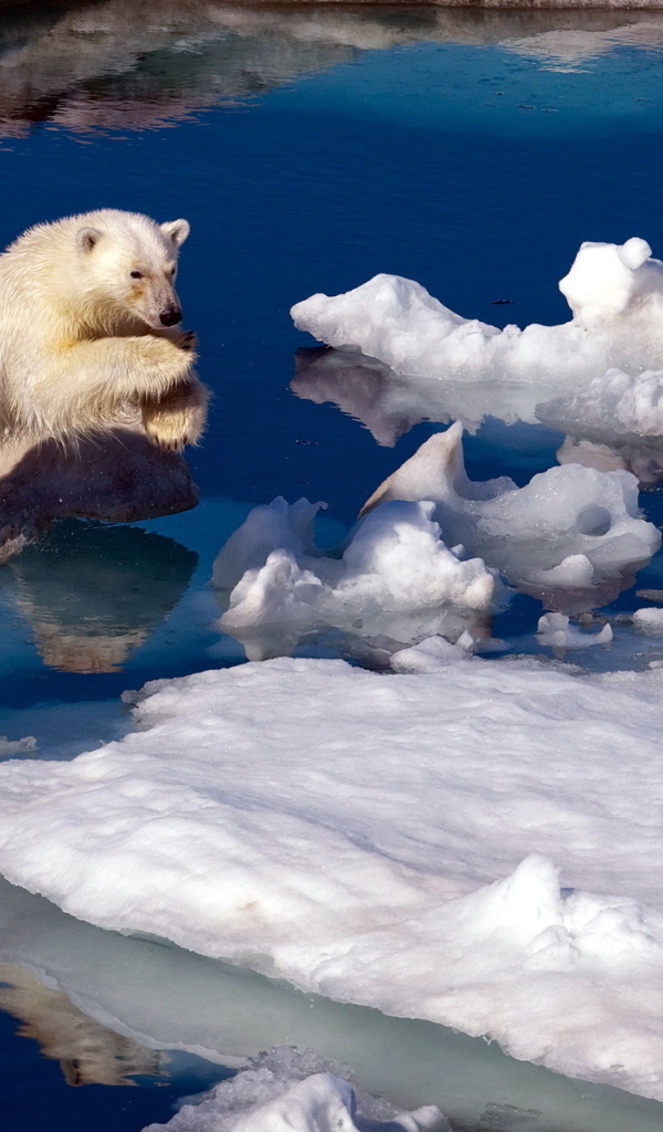 Медведь на льдине