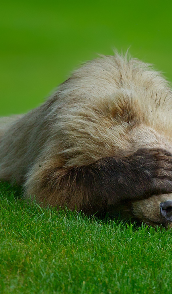 Медведь на траве