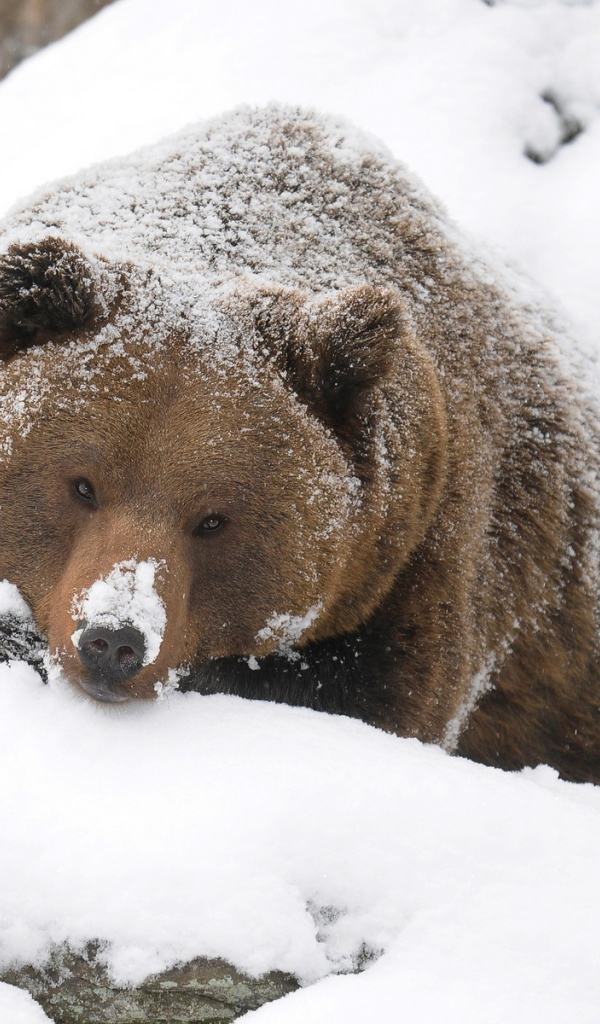 Могучий медведь