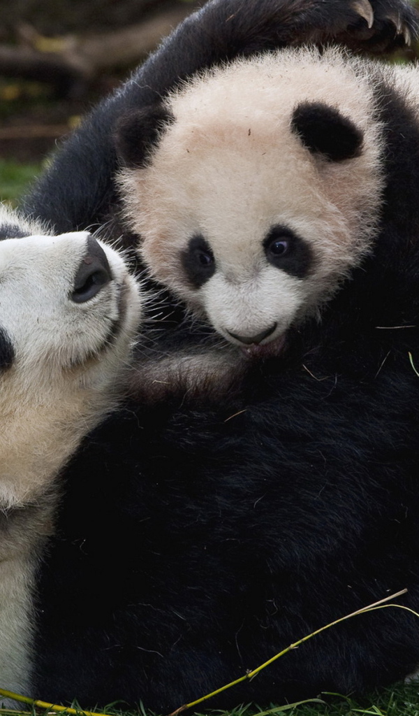 Панда и малыш