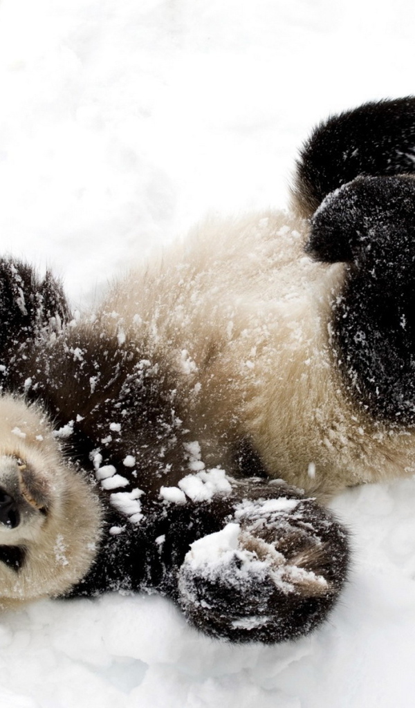 Панда в снегу