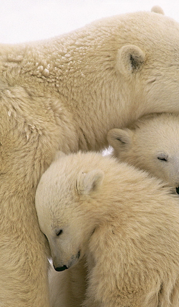 Белые медведи