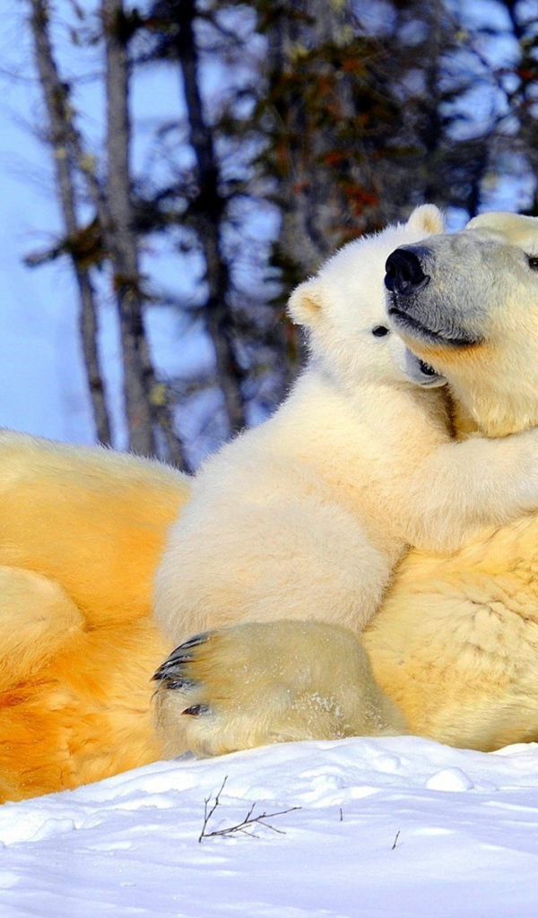 Белая медведица