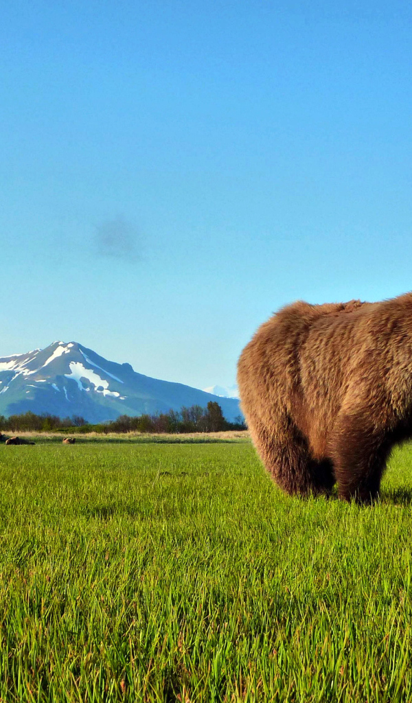 Бурый медведь