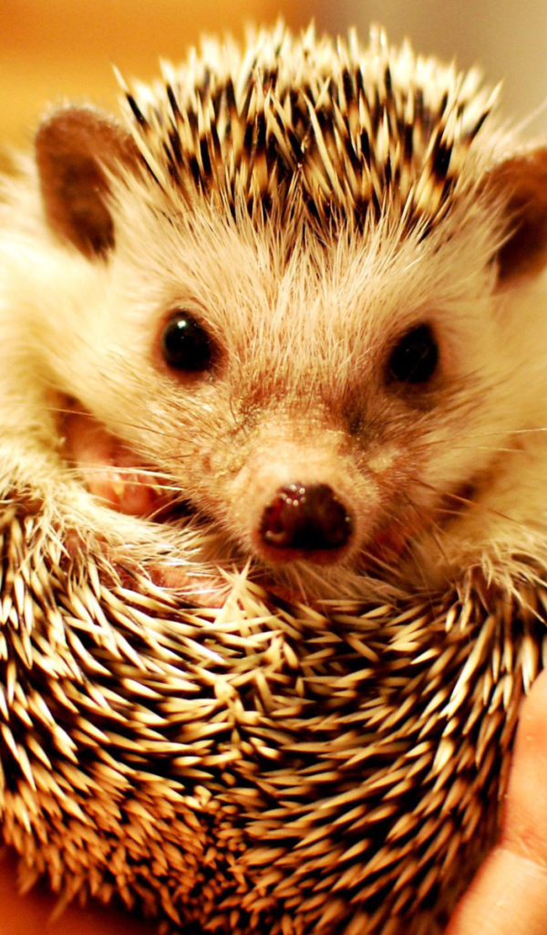 Колючий ежик