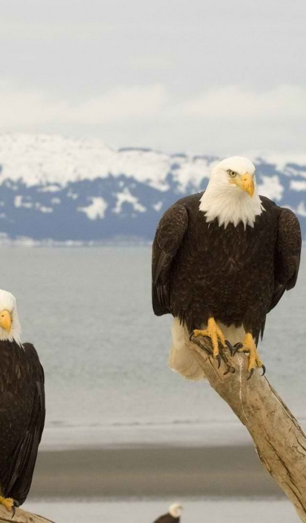 Белоголовый Орлан