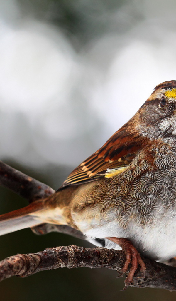 Птичка на ветке