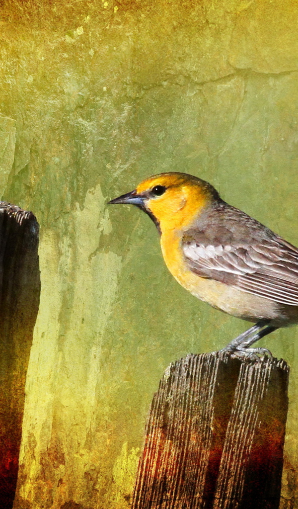 Птичка на заборе