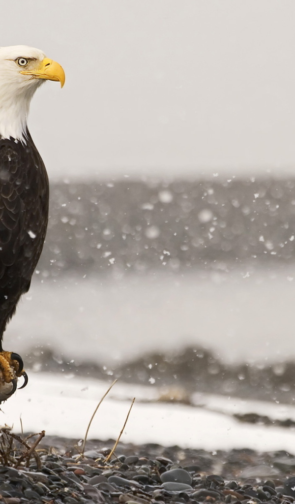 Крылатый хищник