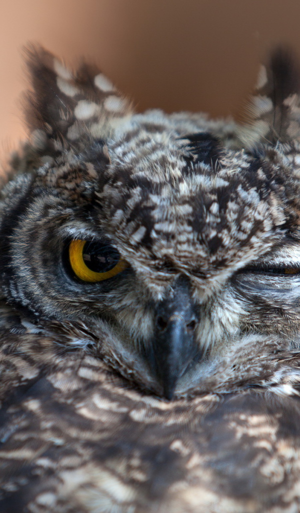 Крылатый хищник