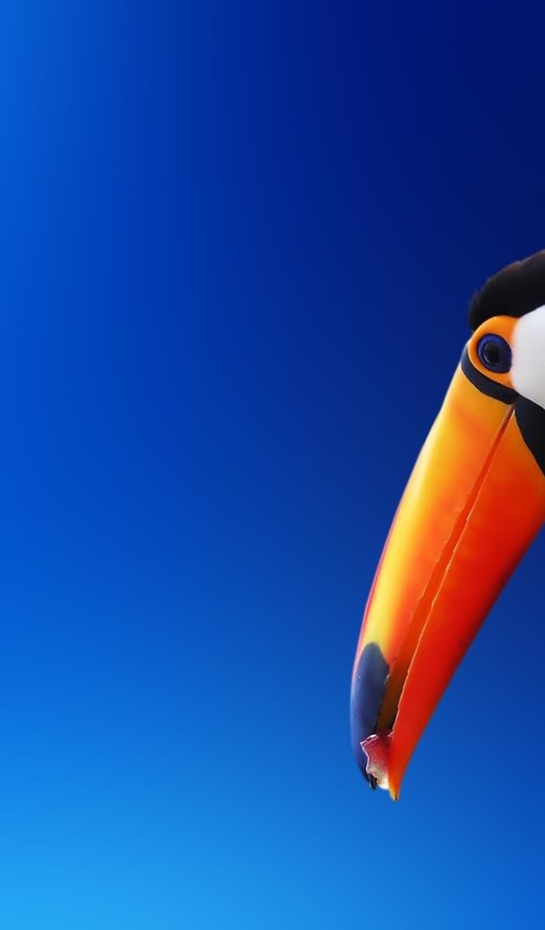 Красочный попугай