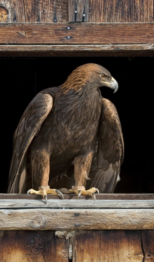 Орел в окне