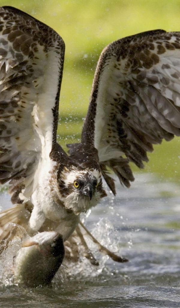 Коршун на охоте