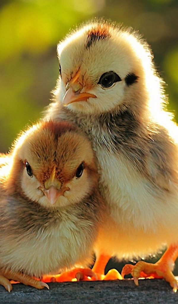 Милые цыплята