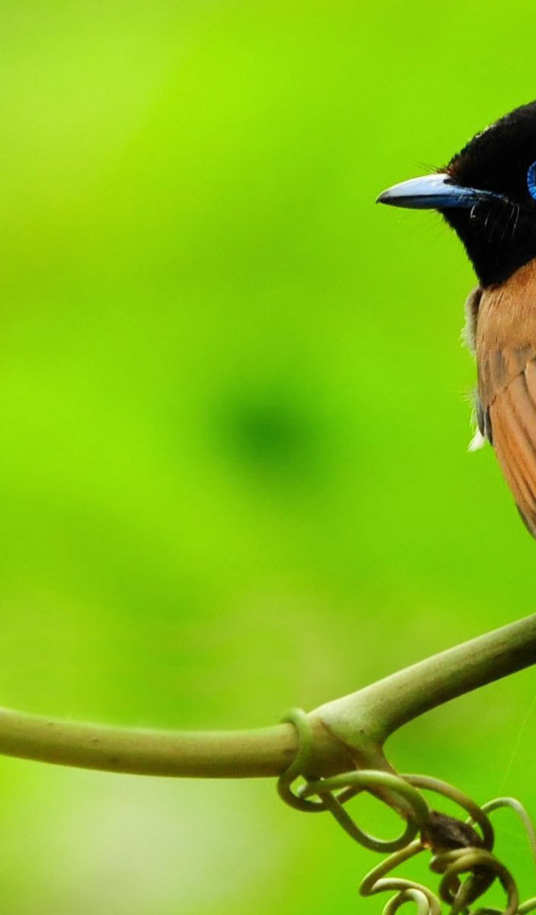 Маленькая птичка