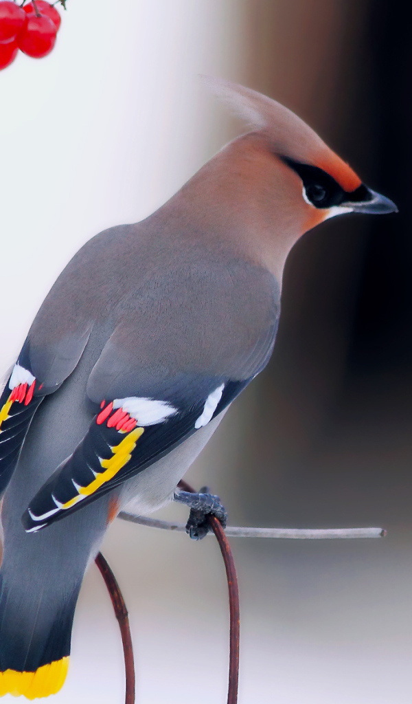 Обыкновенный свиристель