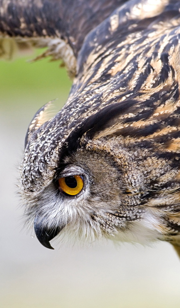 Филин на охоте