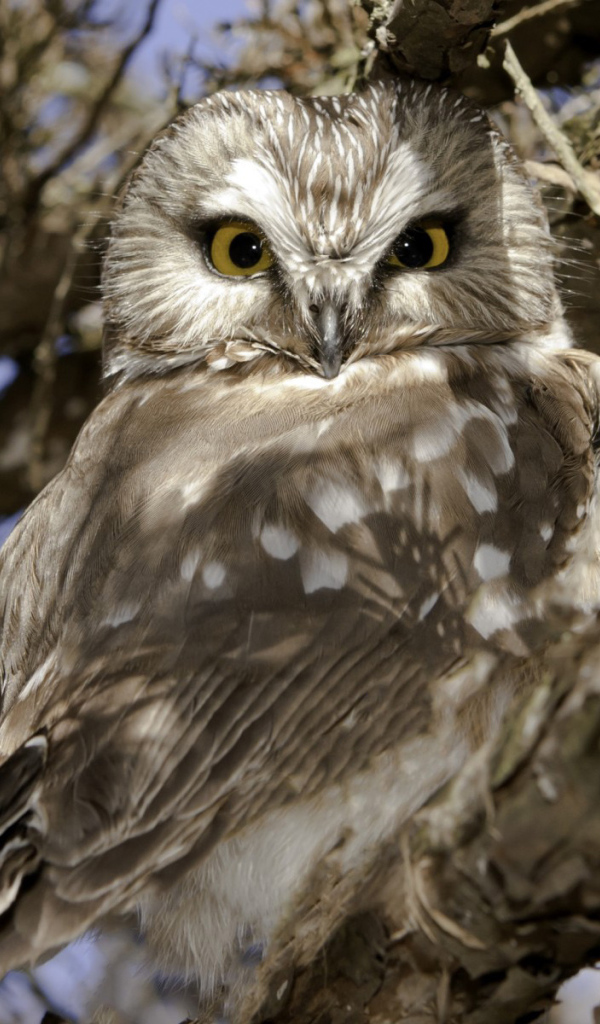 Сова на ветке