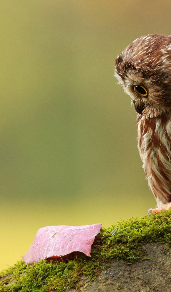 Совенок на пеньке